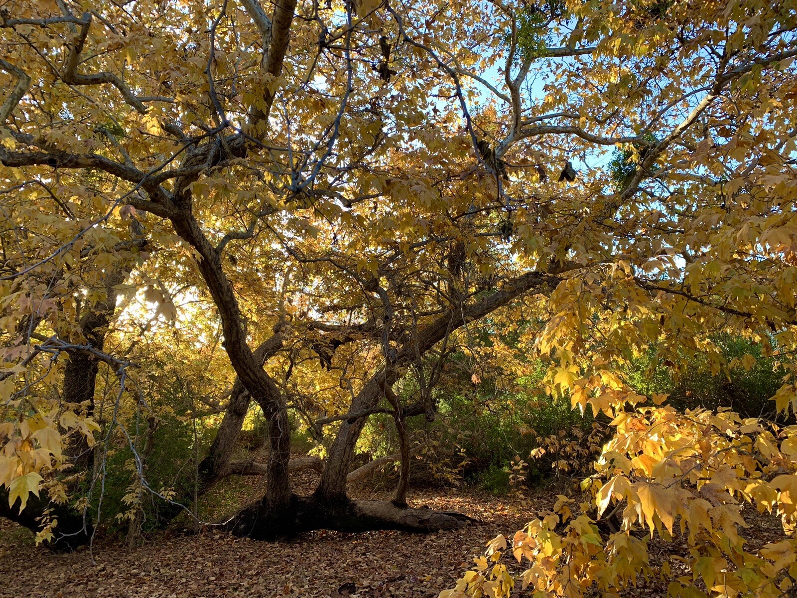 California Sycamore, Platanus Racemosa Nutt – 200 Seeds 2023 – USA Seller