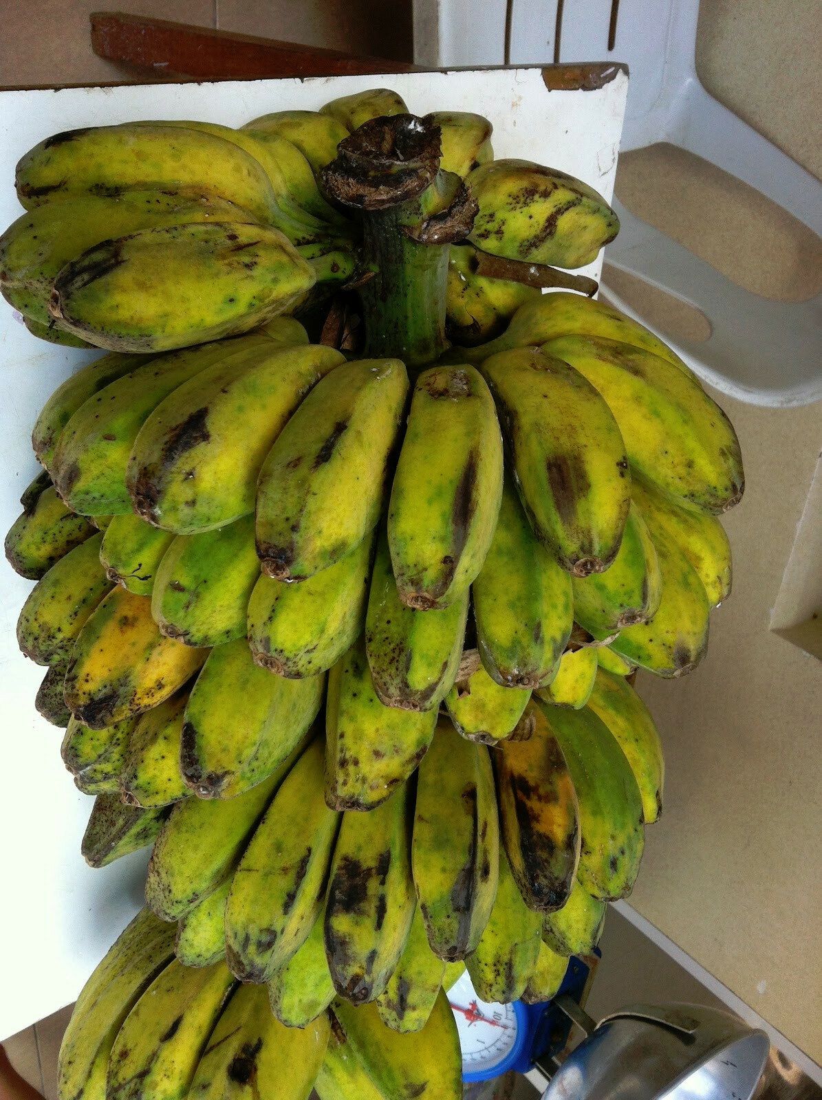 Plantain Banana Tree Saba Musa Plantation Fruit easy Quick shade get 20 ft tall