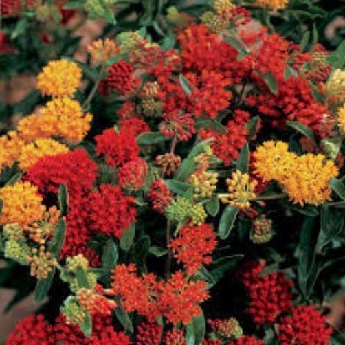 Asclepias tuberosa Gay Butterflies | Pleurisy Root| 10 Seeds