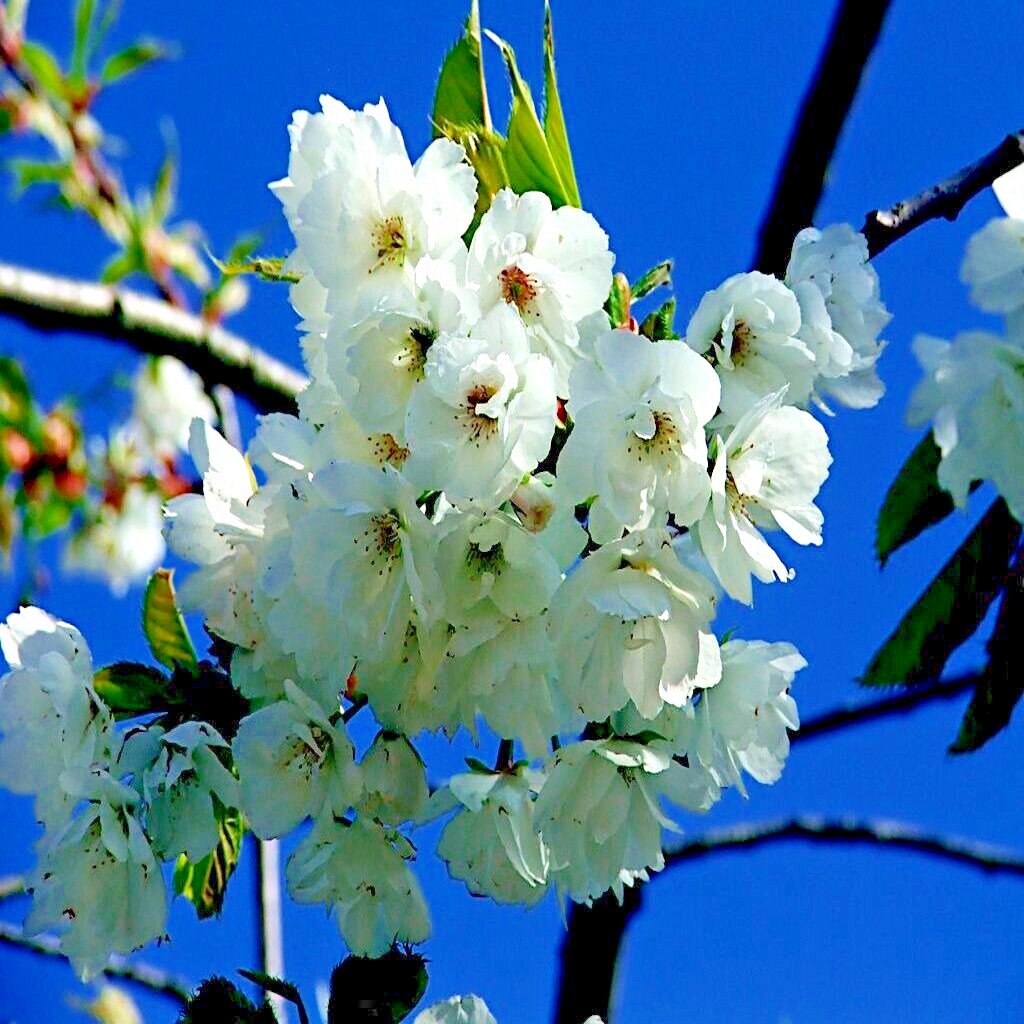 500 – 1,000 Tibetan Paper Birchbark Cherry Tree Seeds Prunus serrula Shiny Bark