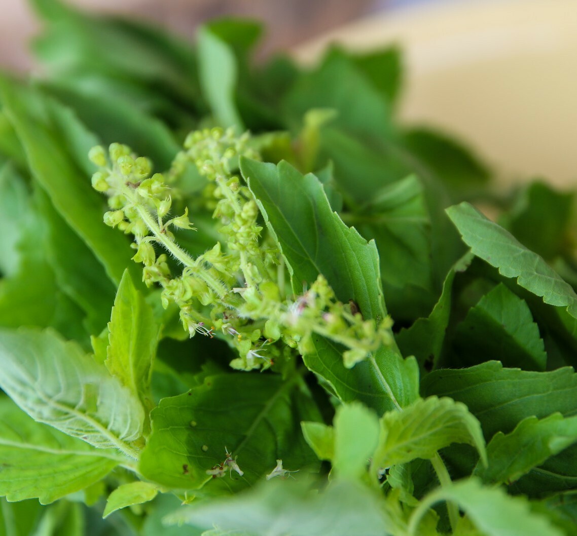 Thai Holy Basil Seeds