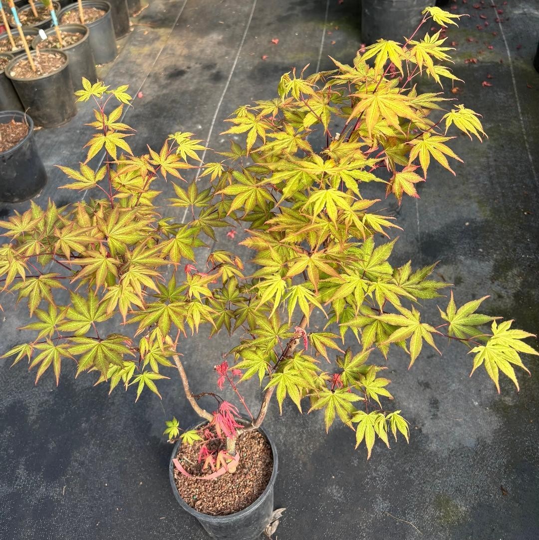 Acer palmatum ‘Strawberry Spring’ (Strawberry Spring Japanese Maple)