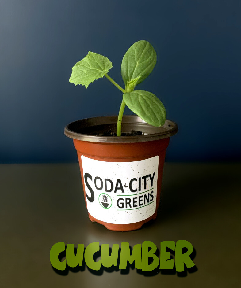 Heirloom Lemon Cucumber Seeds