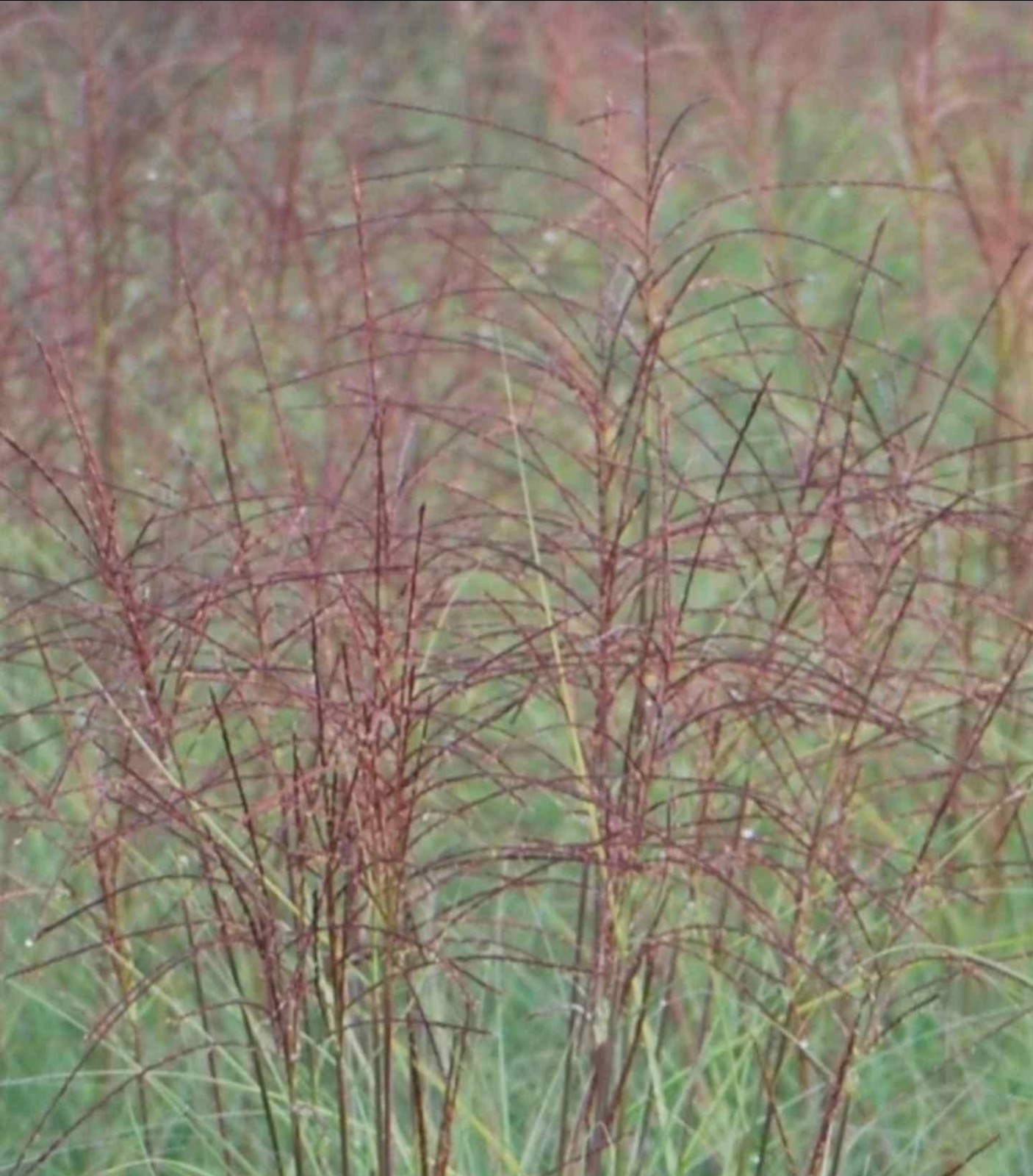 Miscanthus LIVE ‘Morning Light’ Maiden Ornamental Grass Perennial HEALTHY 1G POT