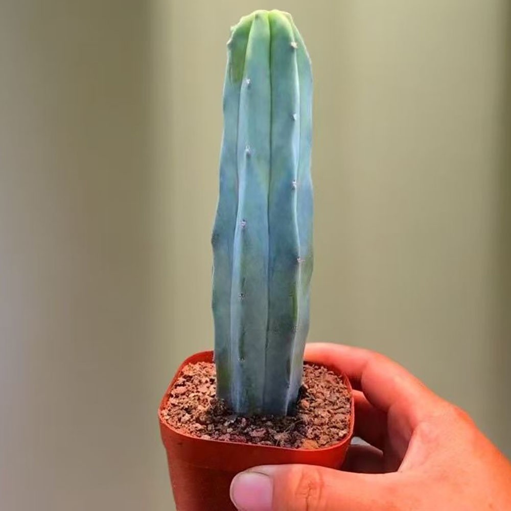 Myrtillocactus geometrizans – Rare Live Cactus for Home & Office Decoration