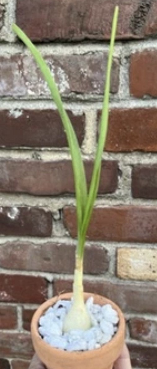 Pregnant Onion RARE plant “False Sea Onion “ Ornithogalum bulb .5-1” Bulb