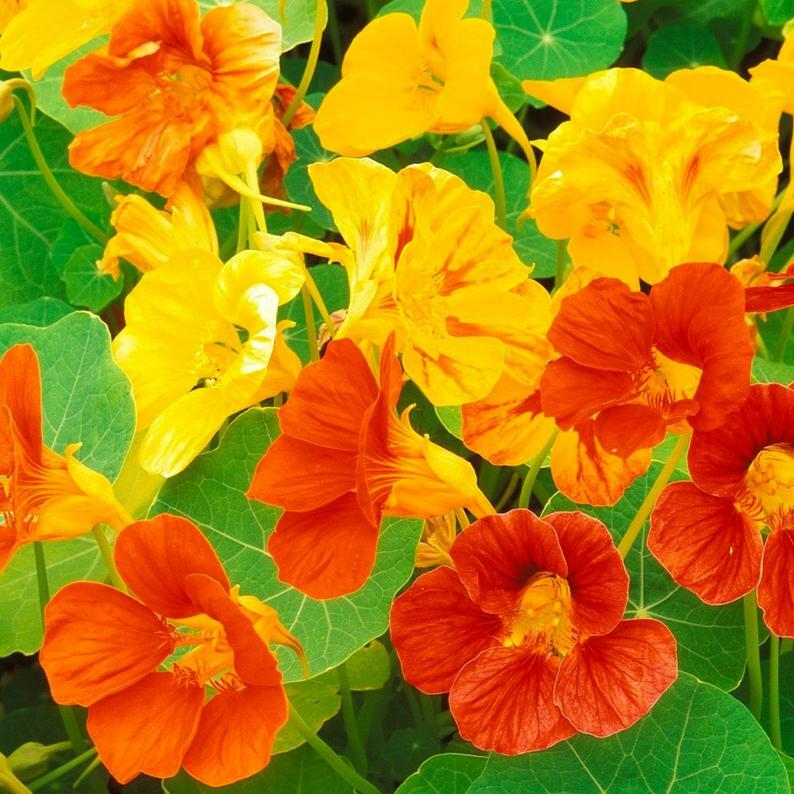 Nasturtium Dwarf Jewel Mix Seeds 30 Ct Tropaeolum Flower Edible ANNUAL FREE S&H