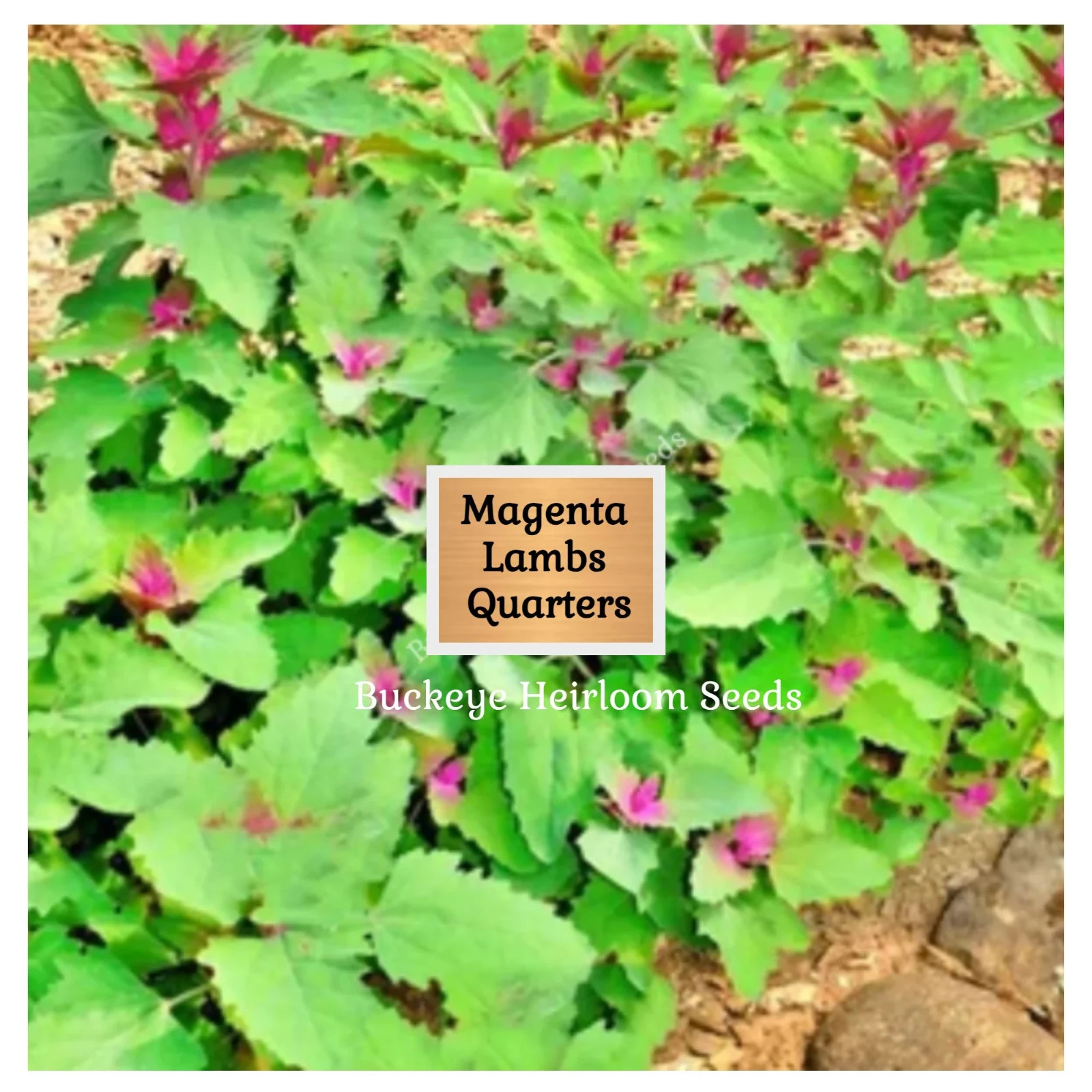 Lambs Quarter Seeds | Super Food | Magenta Spreen | AKA Goosefoot | Will Re-seed