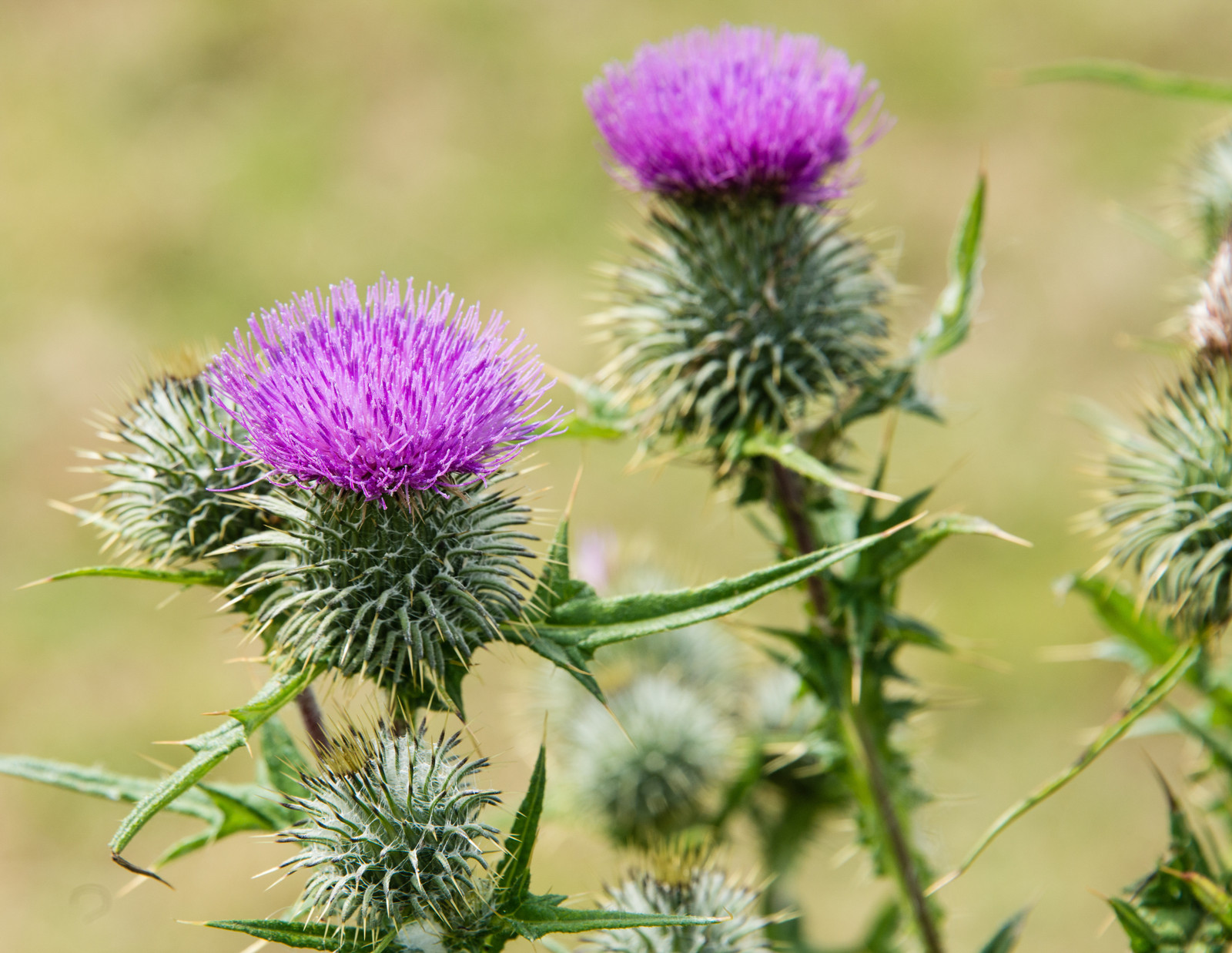 Organic Milk Thistle Seeds (Silybum marianum) – Striking Purple Blooms, Medicina
