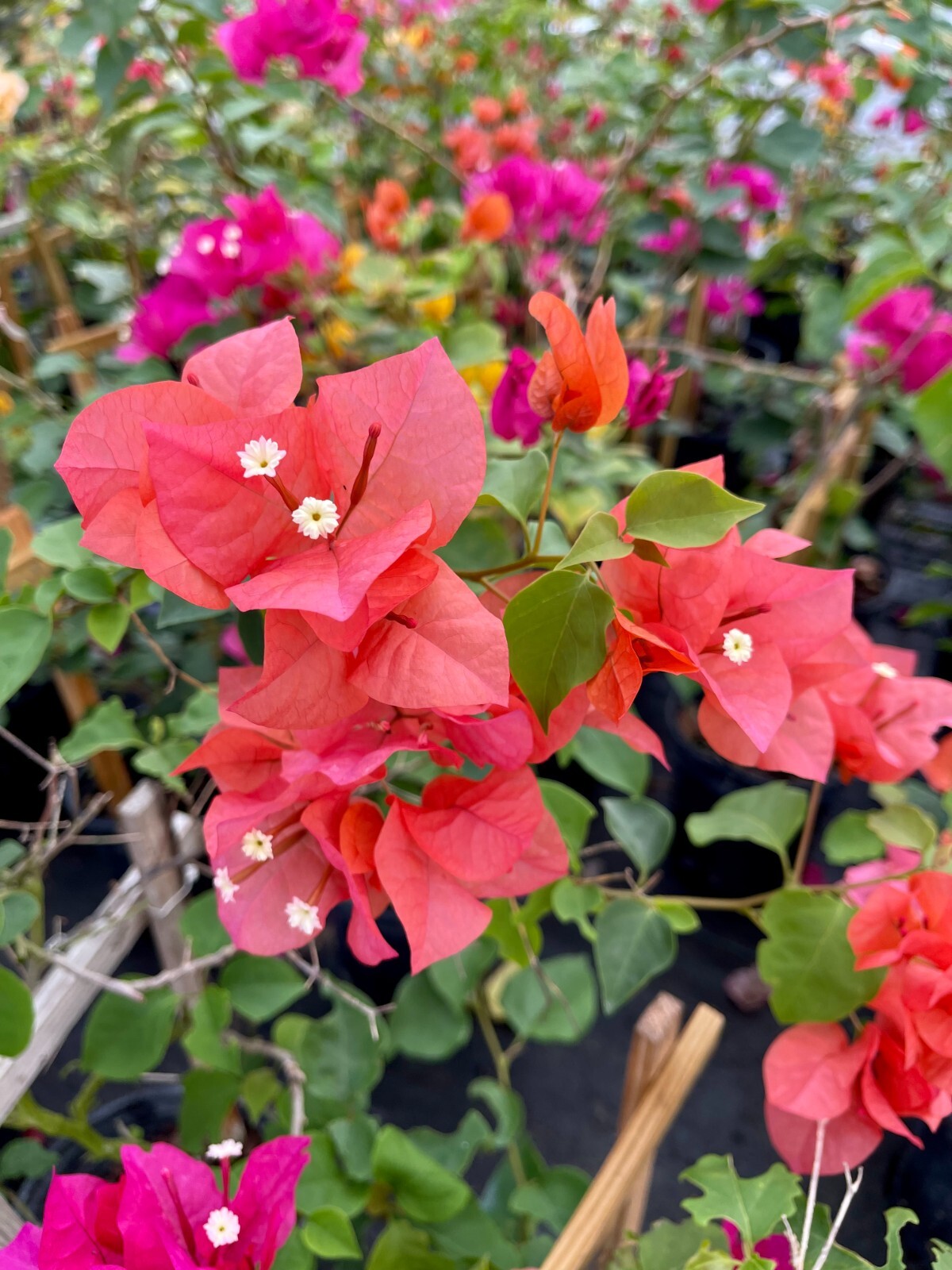 30″ HIGH Live Plant Bougainvillea Vine Assorted Colors 12″ Pot w/ Trellis NO CA