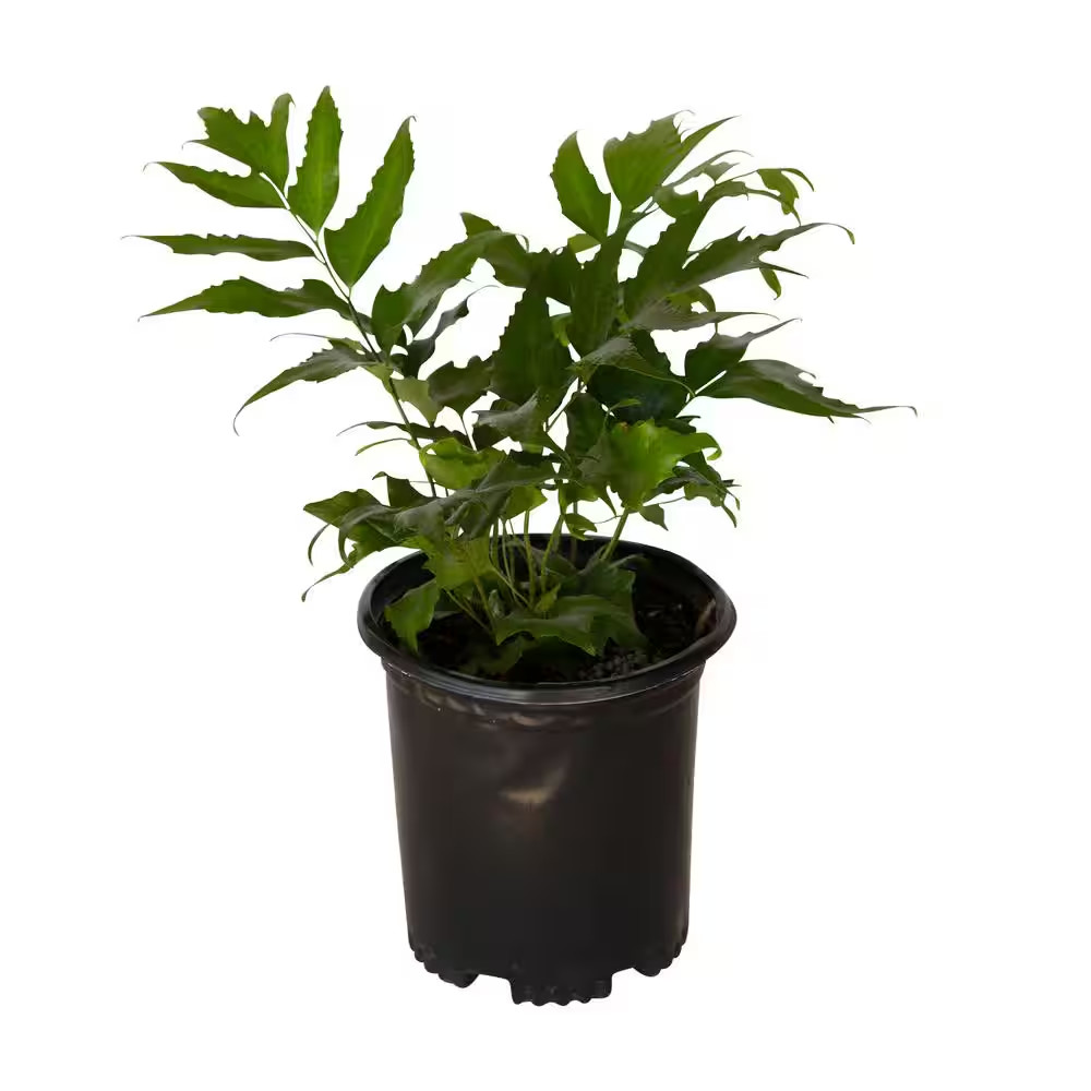 2.5 Qt. Holly Fern (Cyrtomium Falcatum) Live Semi-Evergreen Plant, Emerald Green