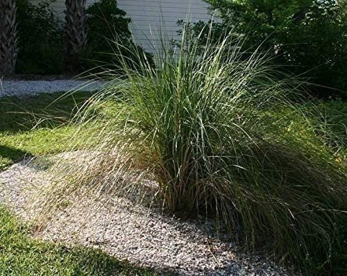 Sand Cord Grass | Live Plants | Spartina Bakeri | Drought Tolerant Low…