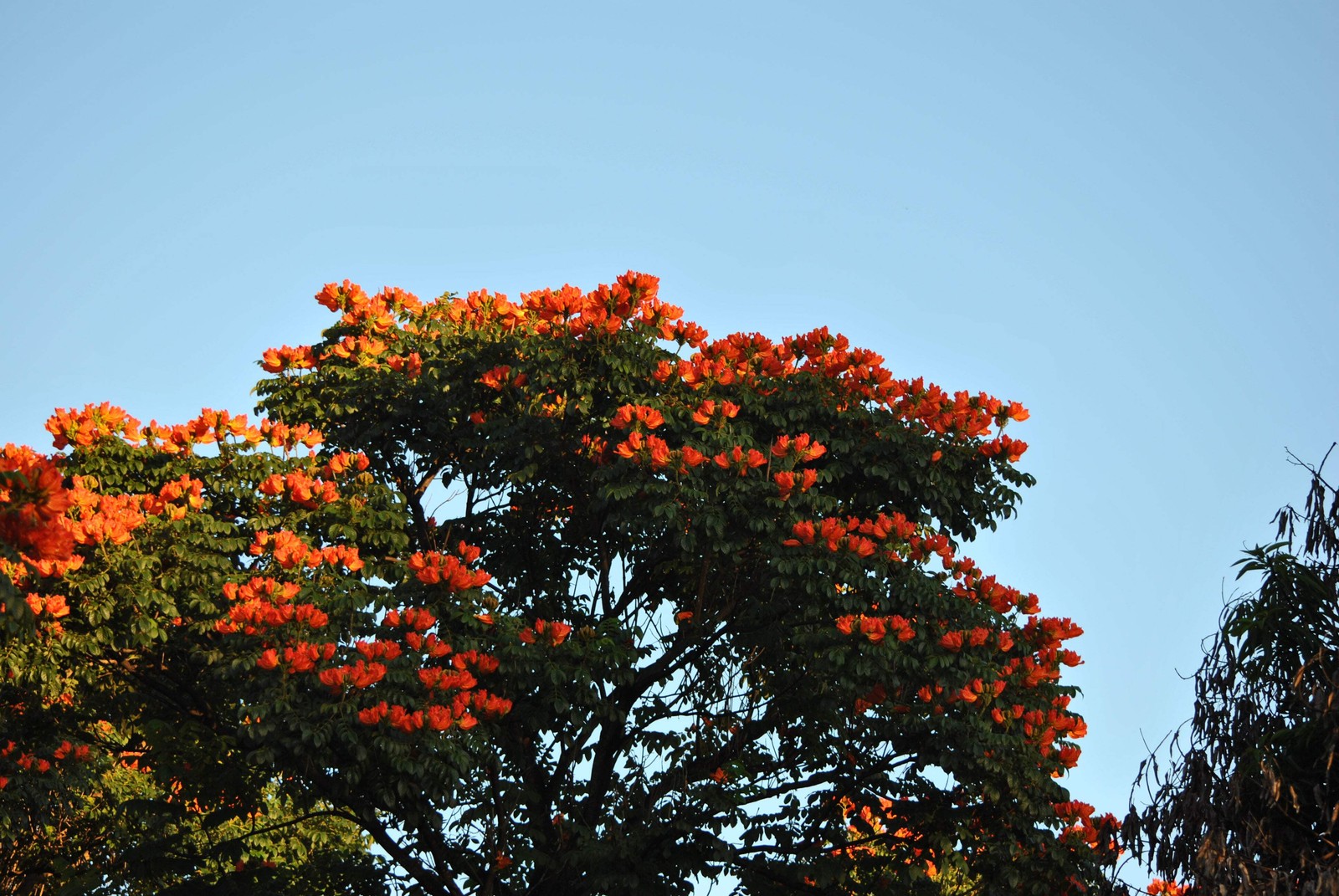 15 Red AFRICAN TULIP TREE Fire Tree Flame of Forest Spathodea Campanulata Seeds