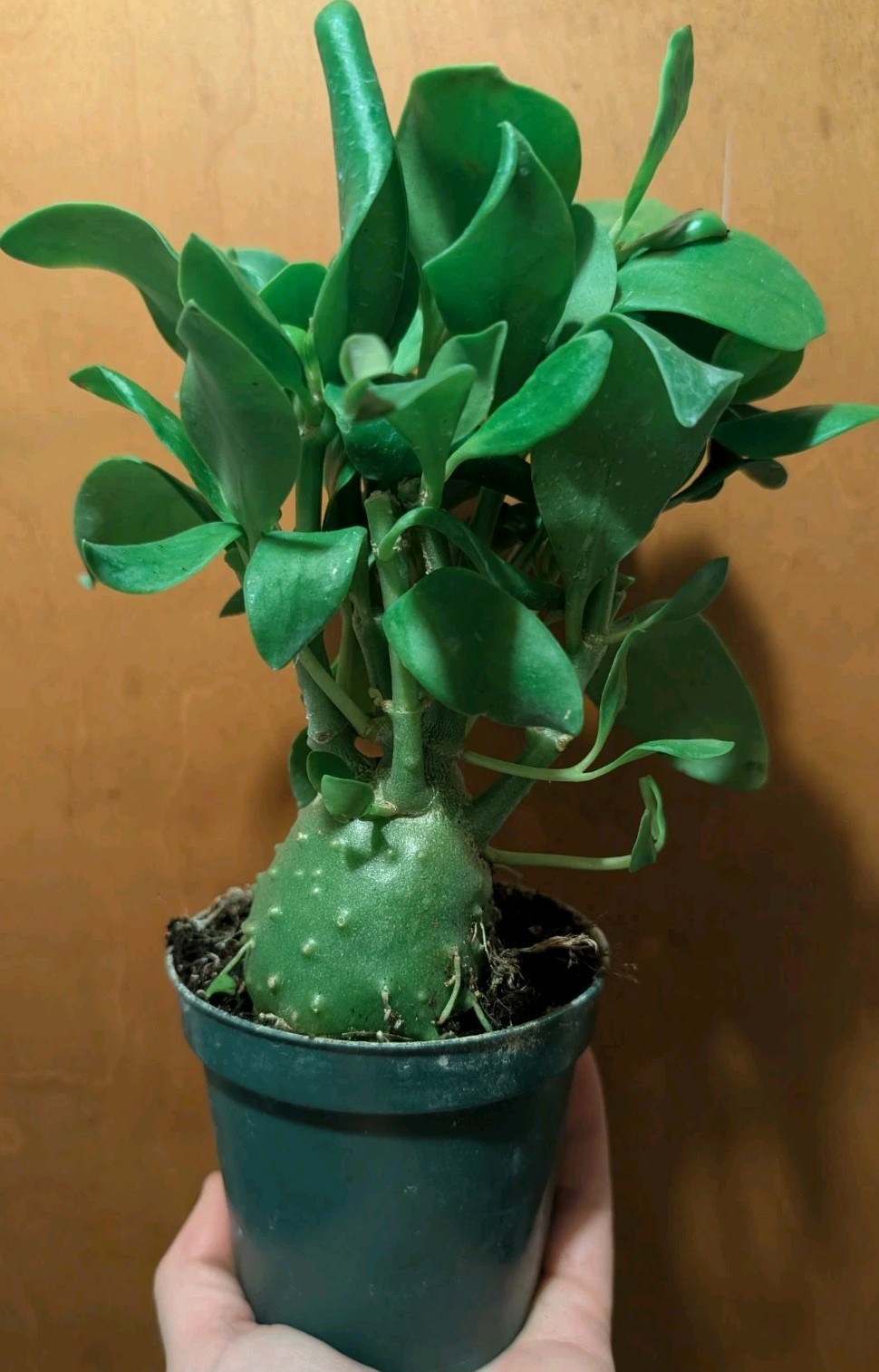Rare Ant Plant Hydnophytum papuanum Caudex Plant 4″ Pot Exotic Tropical Epiphyte