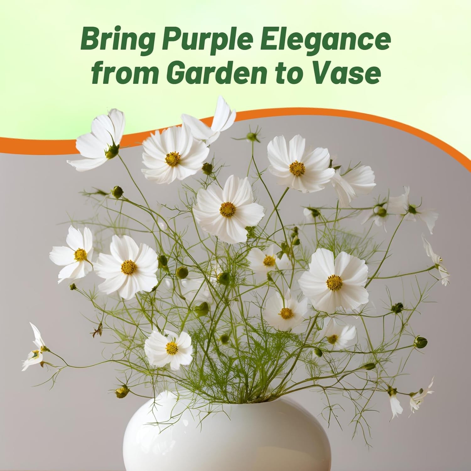 2000 Seeds Drought Tolerant Cosmos Bipinnatus Sensation Purity Garden Flower