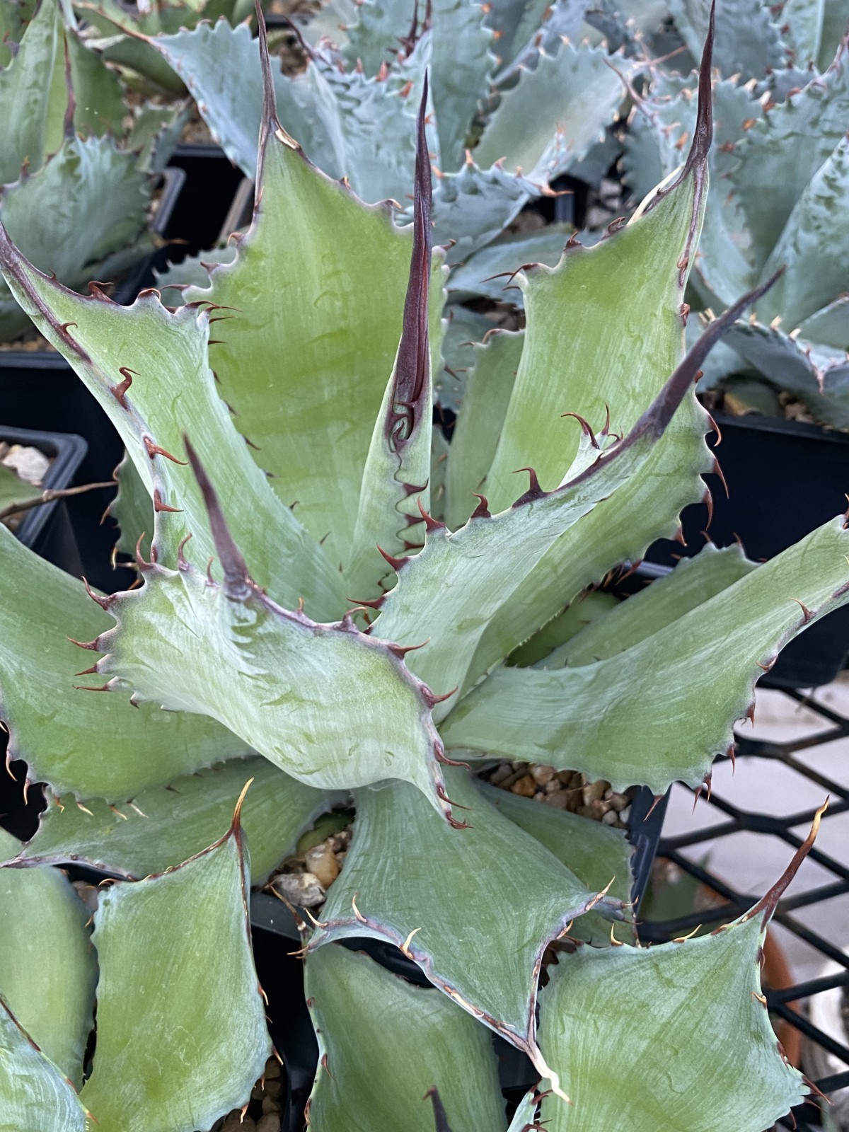 AGAVE HYBRID SHAWII X POTATORUM “CORONA DEL DIABLO”