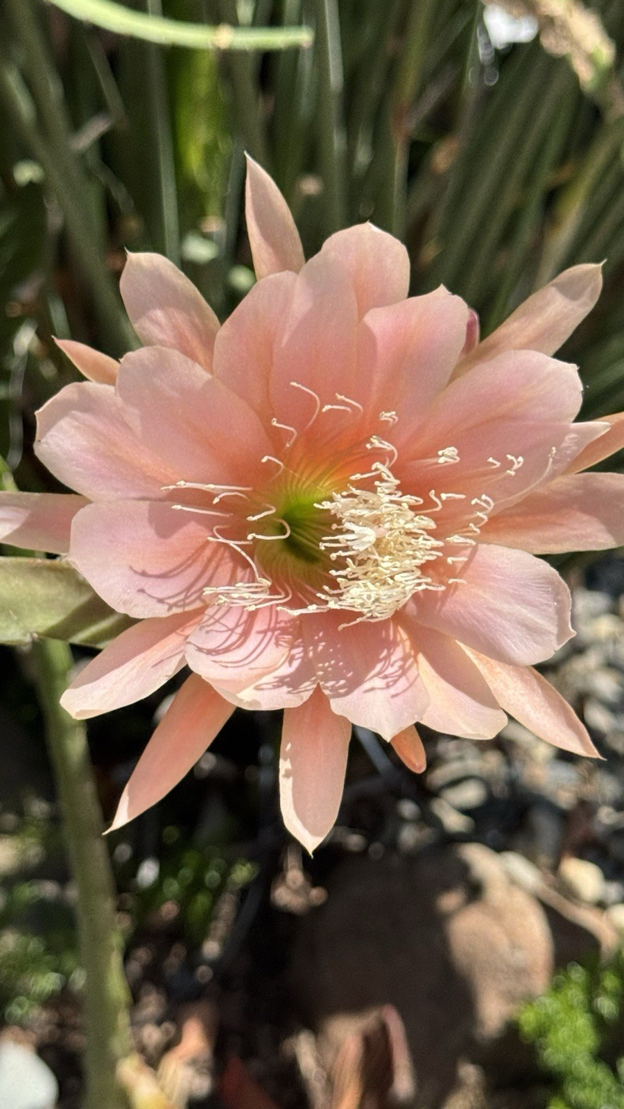 10 +2 Mystery Color NOID Epiphyllum Orchid Cactus Cuttings, 7-10in. Long