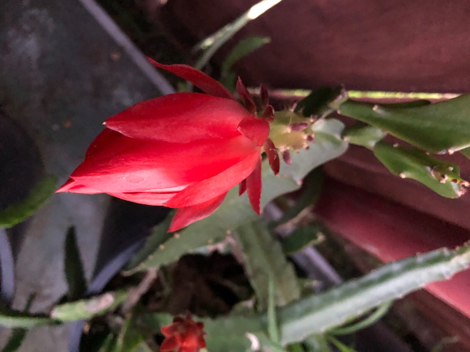 3 cuttings of Red epiphyllum Ackermannii orchid cactus each 5 to 8 inches long