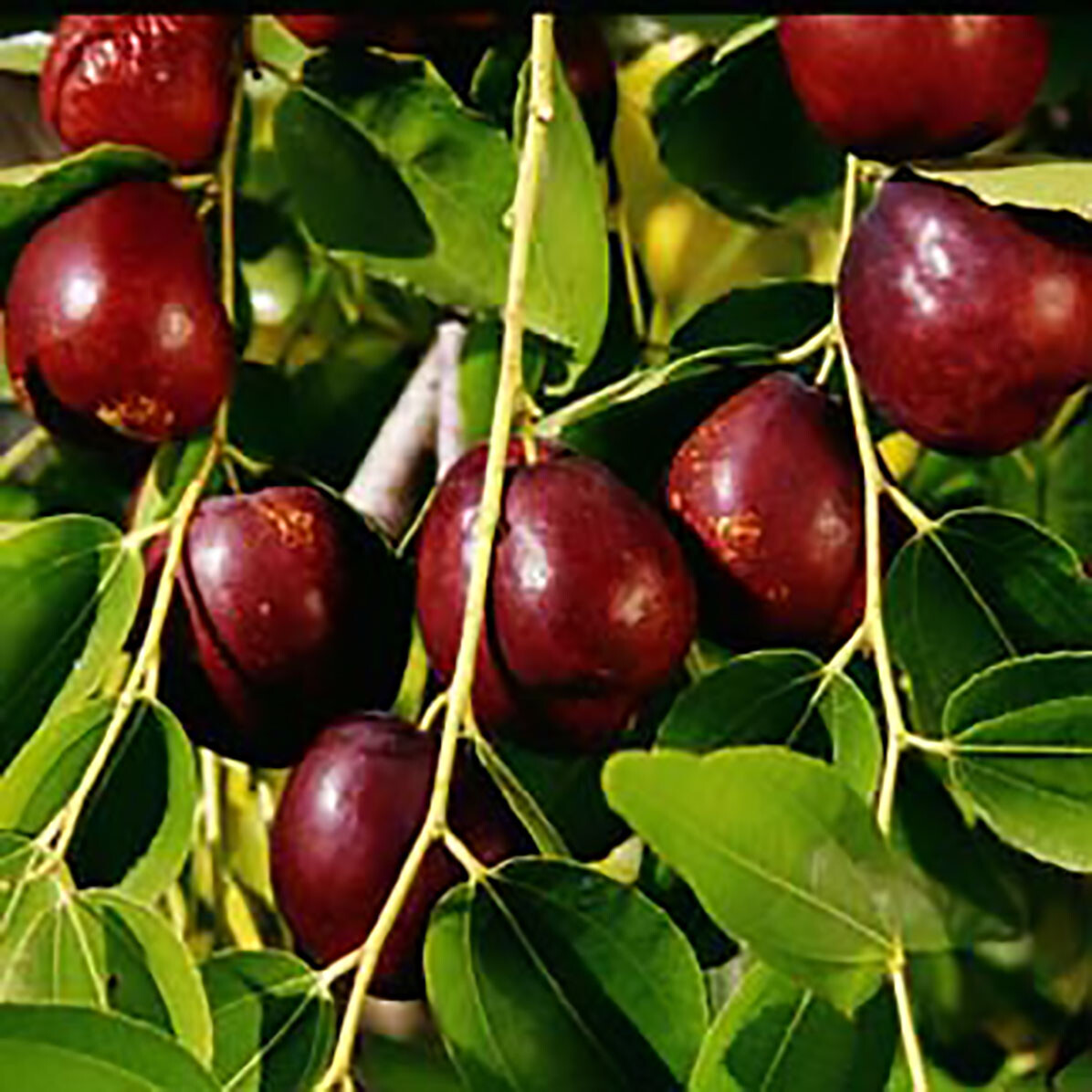 Chinese Date, Ziziphus jujube, Tree Seeds
