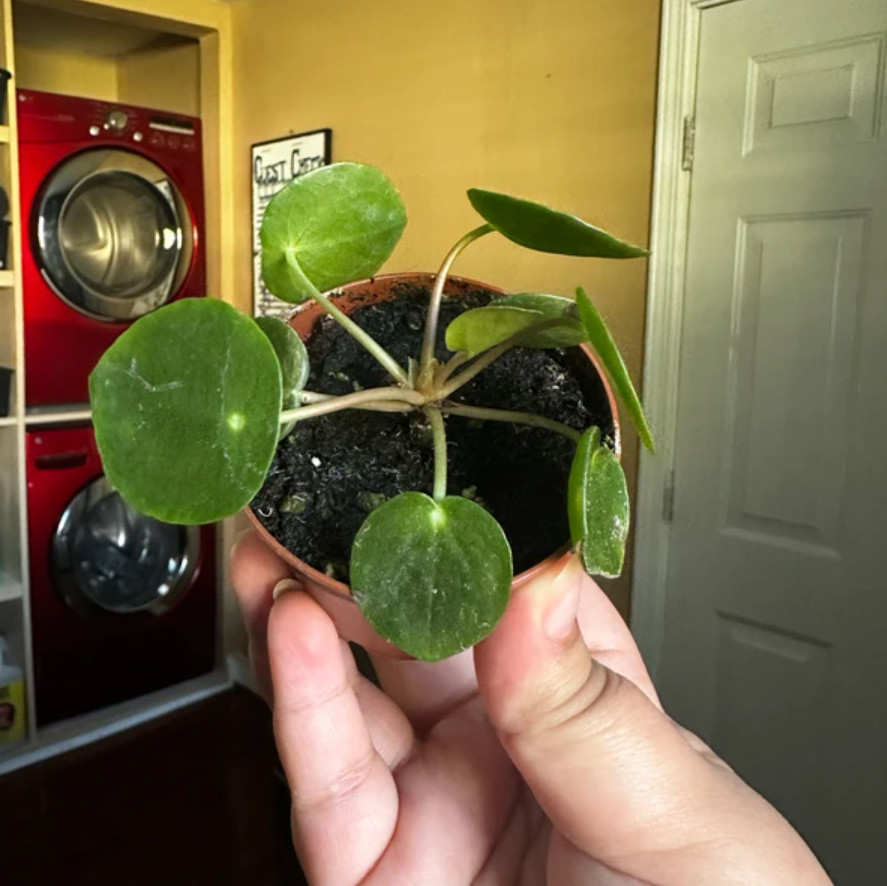Live Pilea Peperomioides – Chinese Money Plant – 2” Pot – Easy Care Indoor