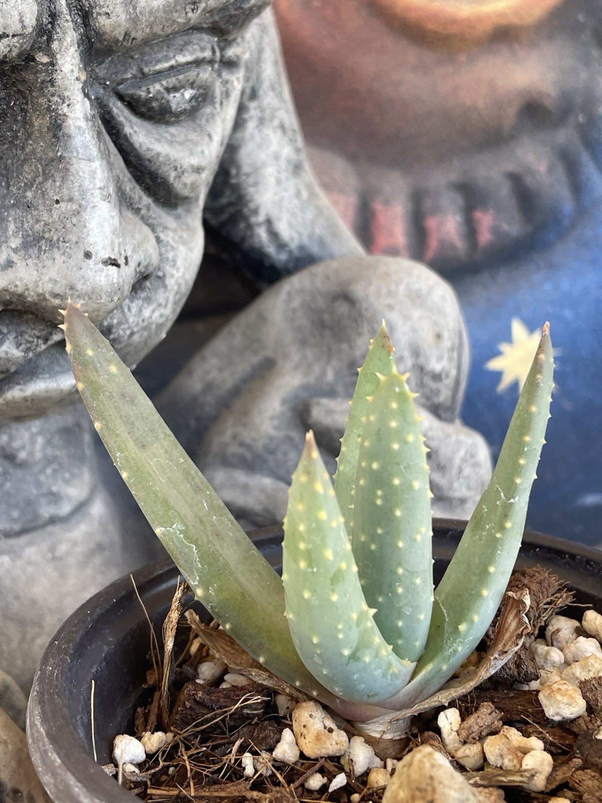 ALOE DICHOTOMA ‘NAMAKWA’ Variant — rare Quiver tree seed grown — NICE!!
