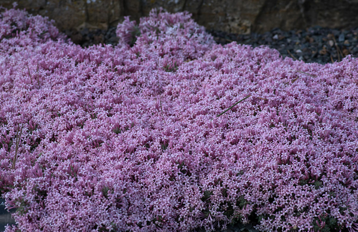 1,000 Creeping Thyme Seeds Beautiful Blooms Dwarf 6 Inch Variety. Non-GMO USA