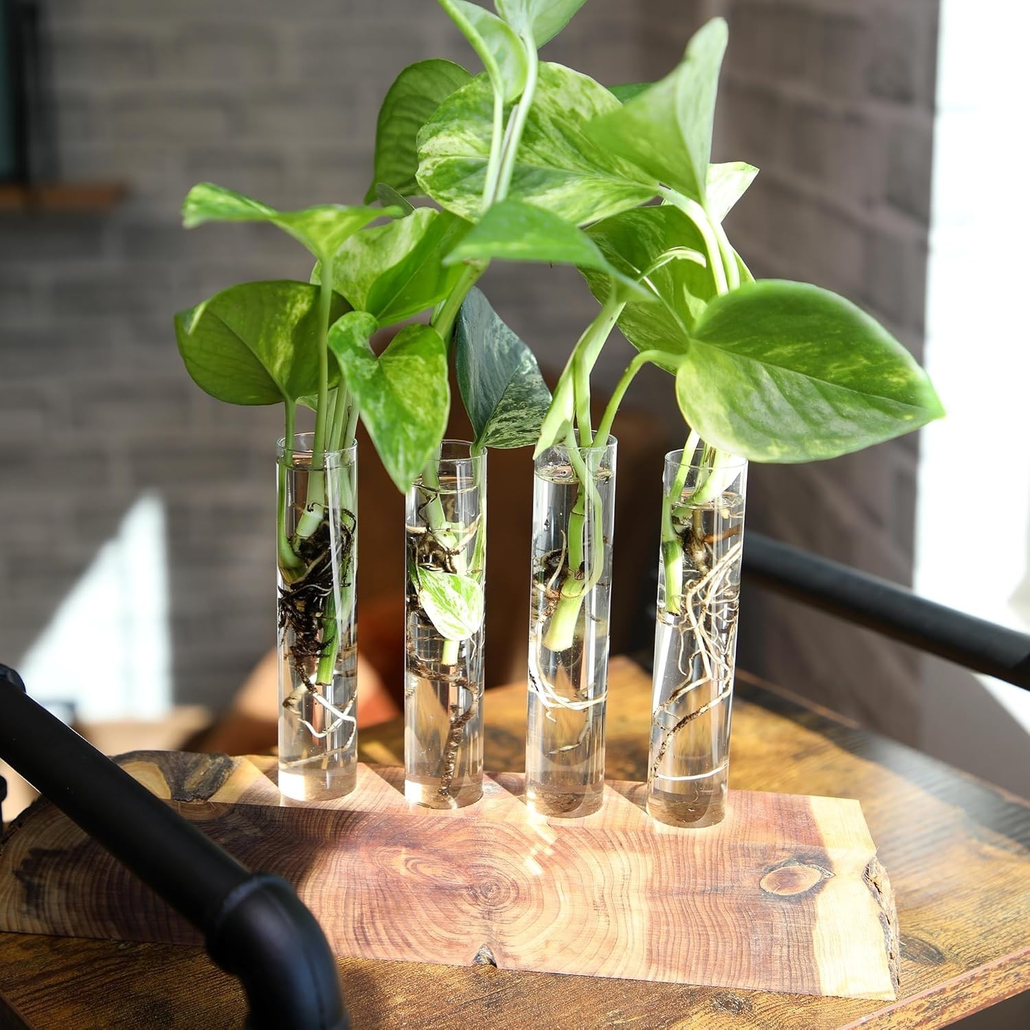 Pothos & Philodendron 6-Pack – Live Indoor House Plants]
