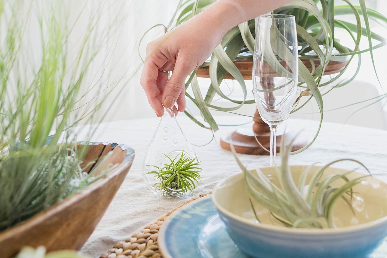 Air Plant Shop Bulbosa Seafan Terrarium with Moss & Stones – Wholesale Bulk