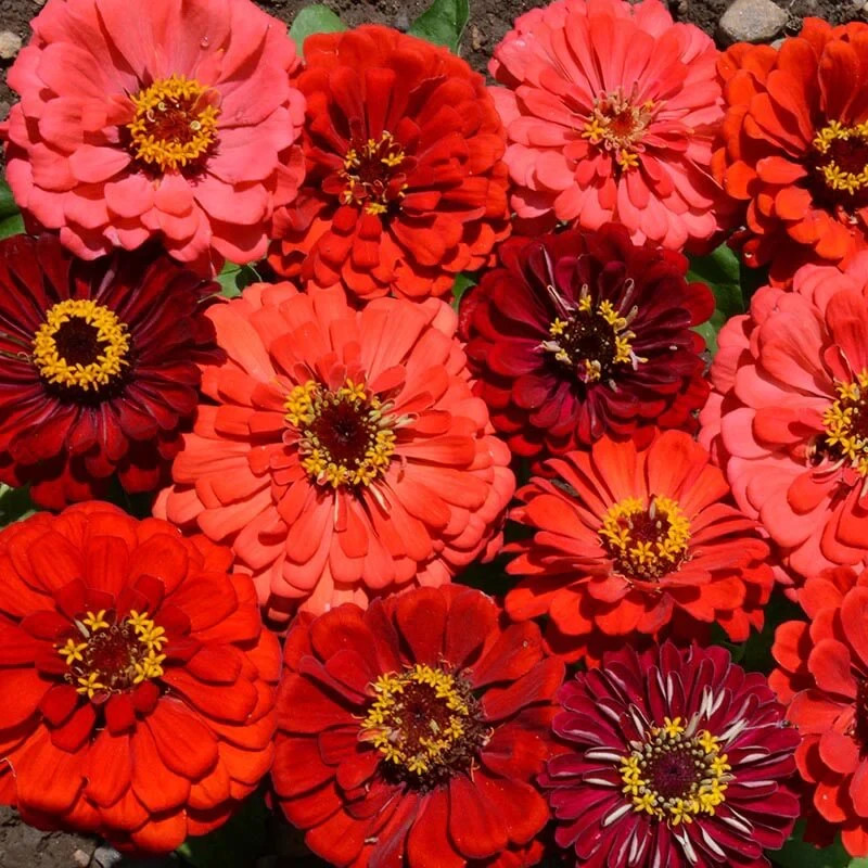 Beautiful Berry Tart Mix Zinnia Seeds NON-GMO 100+ SEEDS BUY 4 ITEMS FREE SHIP