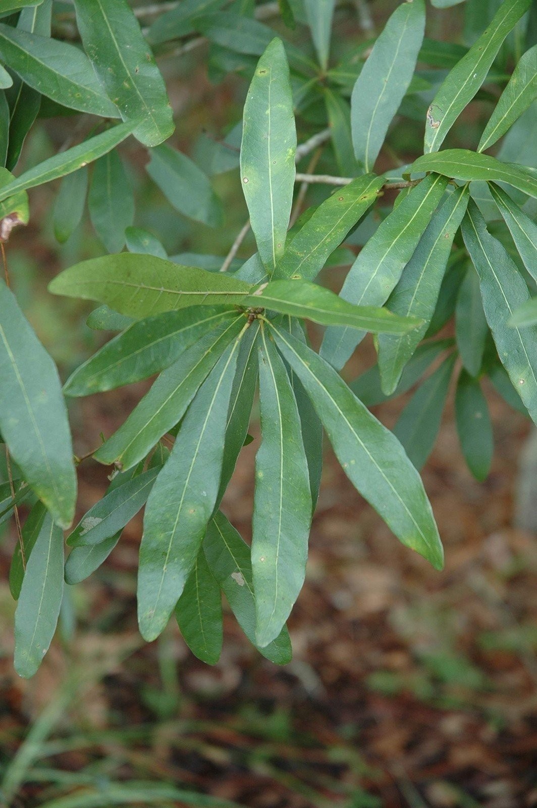 Laurel Oak Tree | Quercus Laurifolia Swamp Oak | 3 Live Plants |…