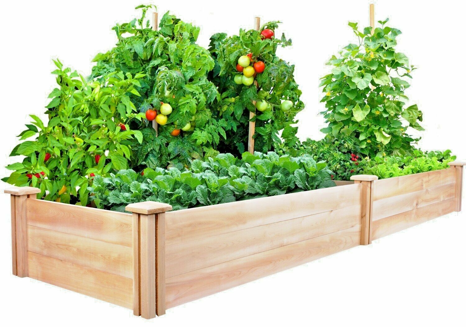 #11 Heirloom Vegetable Seeds 6 Variety Garden Set Emergency Survival NON-GMO WOW