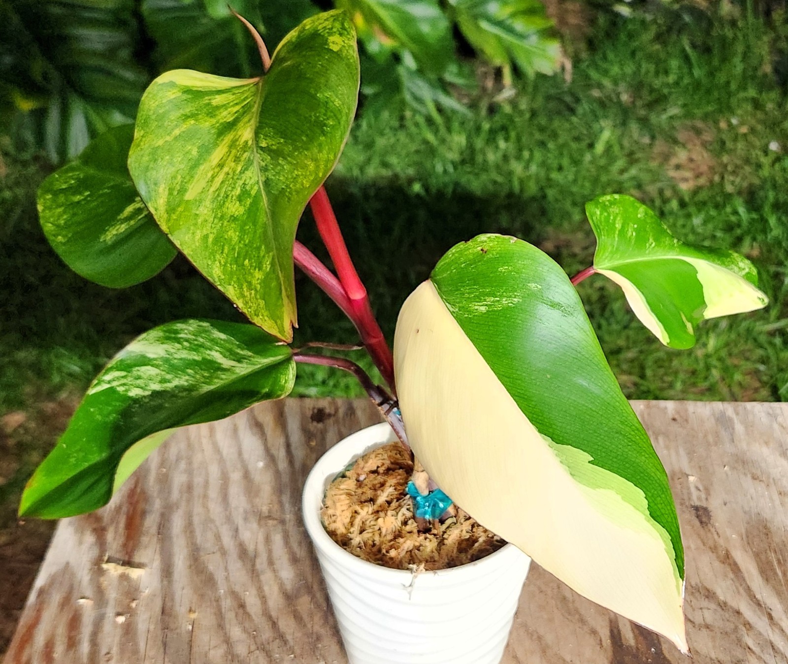Philodendron Strawberry Shake Plant in 4″ Pot 10″ Tall 17″ Wide