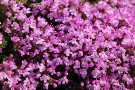 500 CREEPING THYME Seeds Thymus serpyllum Ground Cover FREE SHIPPING