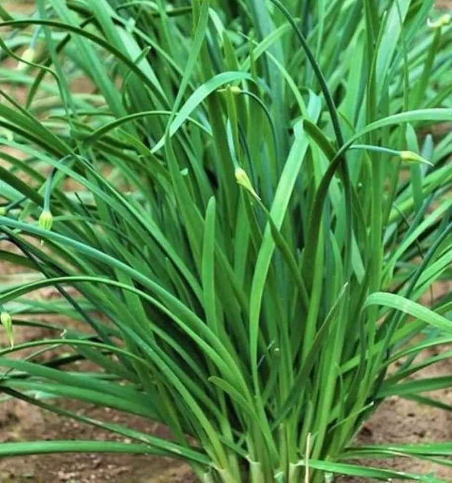 Purple Garlic Chives Plants Bare Root the Strongest Fragrant vs White Herb 紫根韭菜