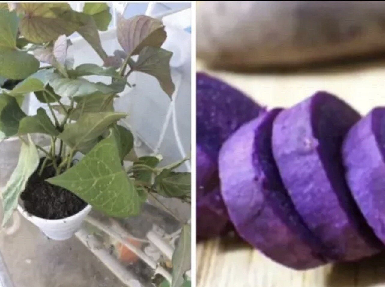 3 Rooted Purple In a Cup Sweet Potato Plants With Pot Live Plants Ready To Plant