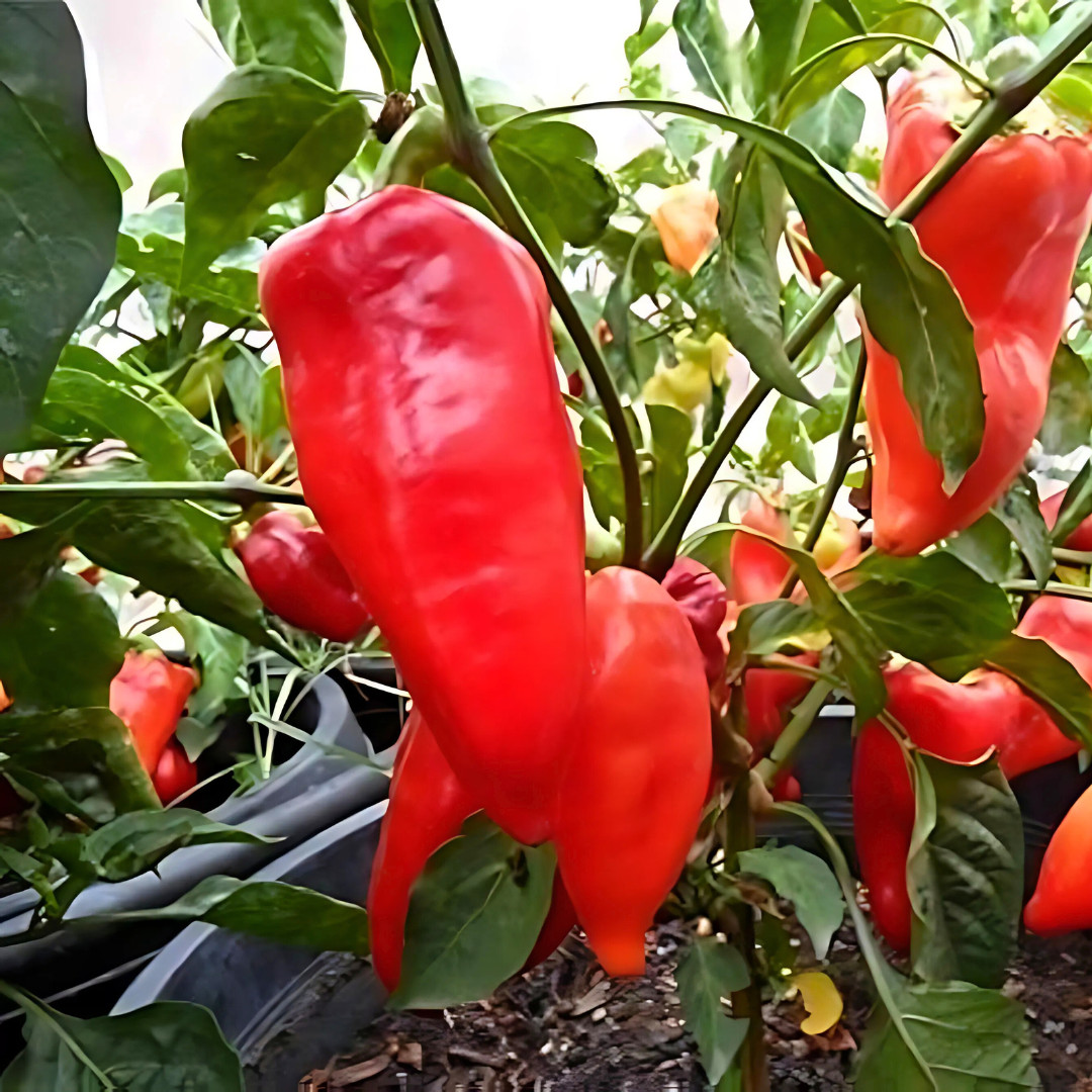Fresh Paprika Pepper Seeds | Organic | Heirloom Non-GMO | Vegetable Seeds