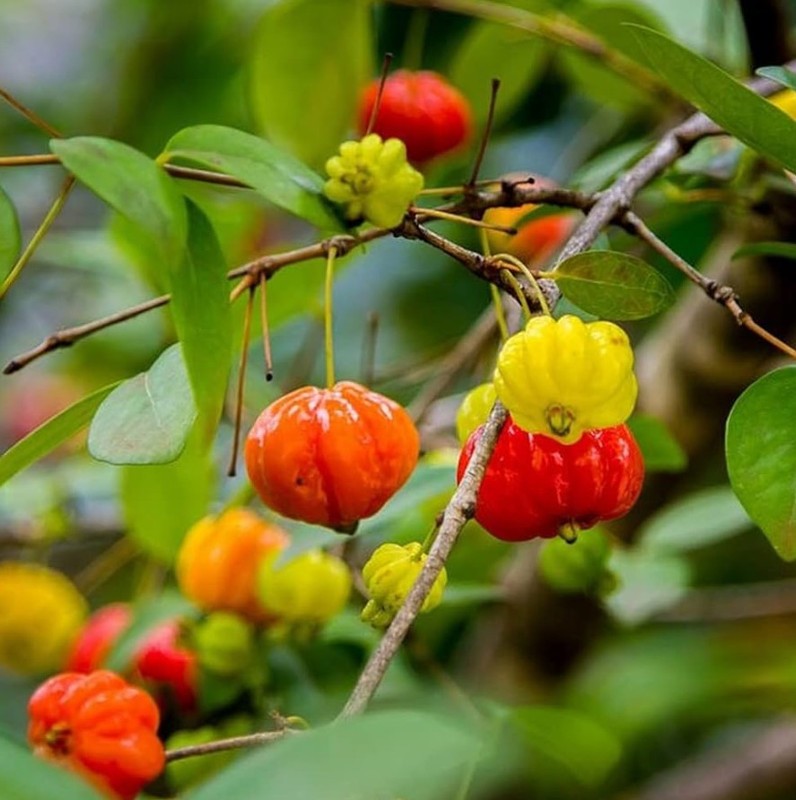 Surinam Cherry Tree Plant 4-7″ Tall Eugenia Uniflora Evergreen Shrub Fruit Tree