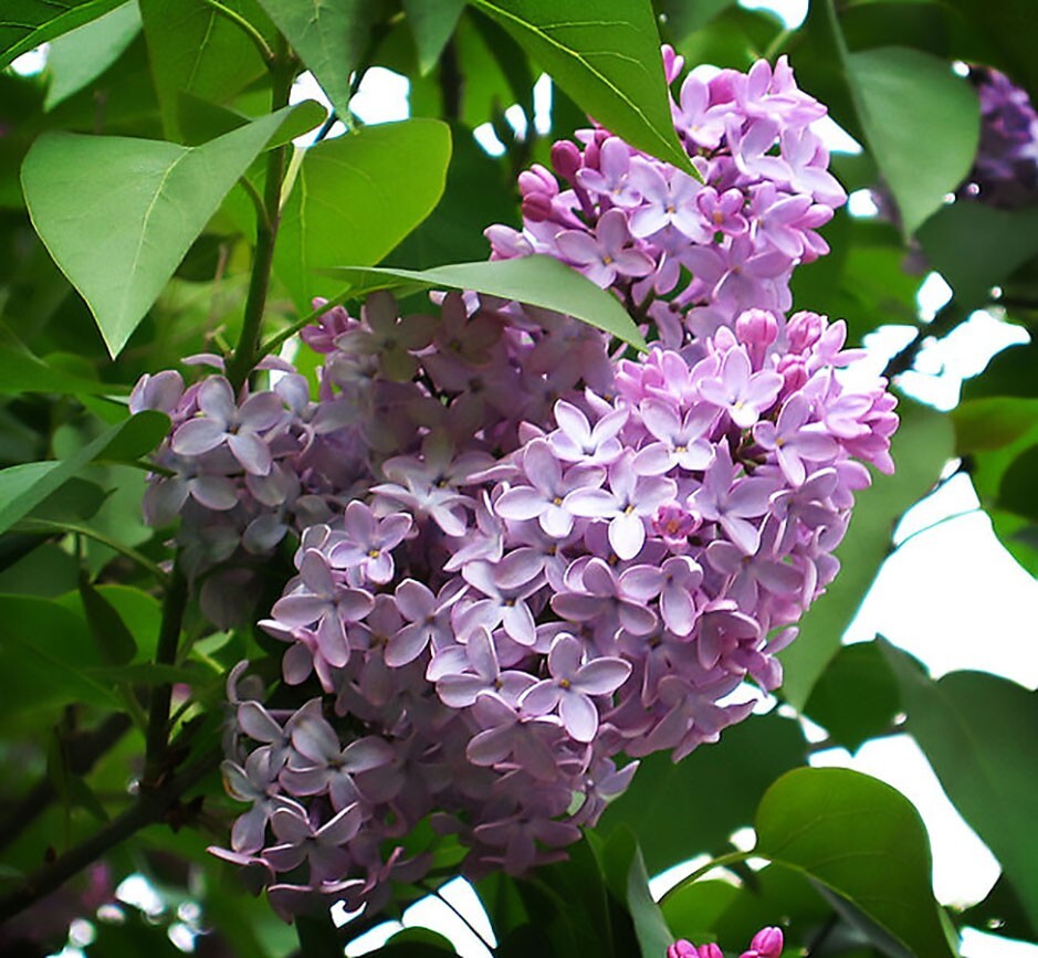 French Lilac, Syringa vulgaris, Shrub Seeds