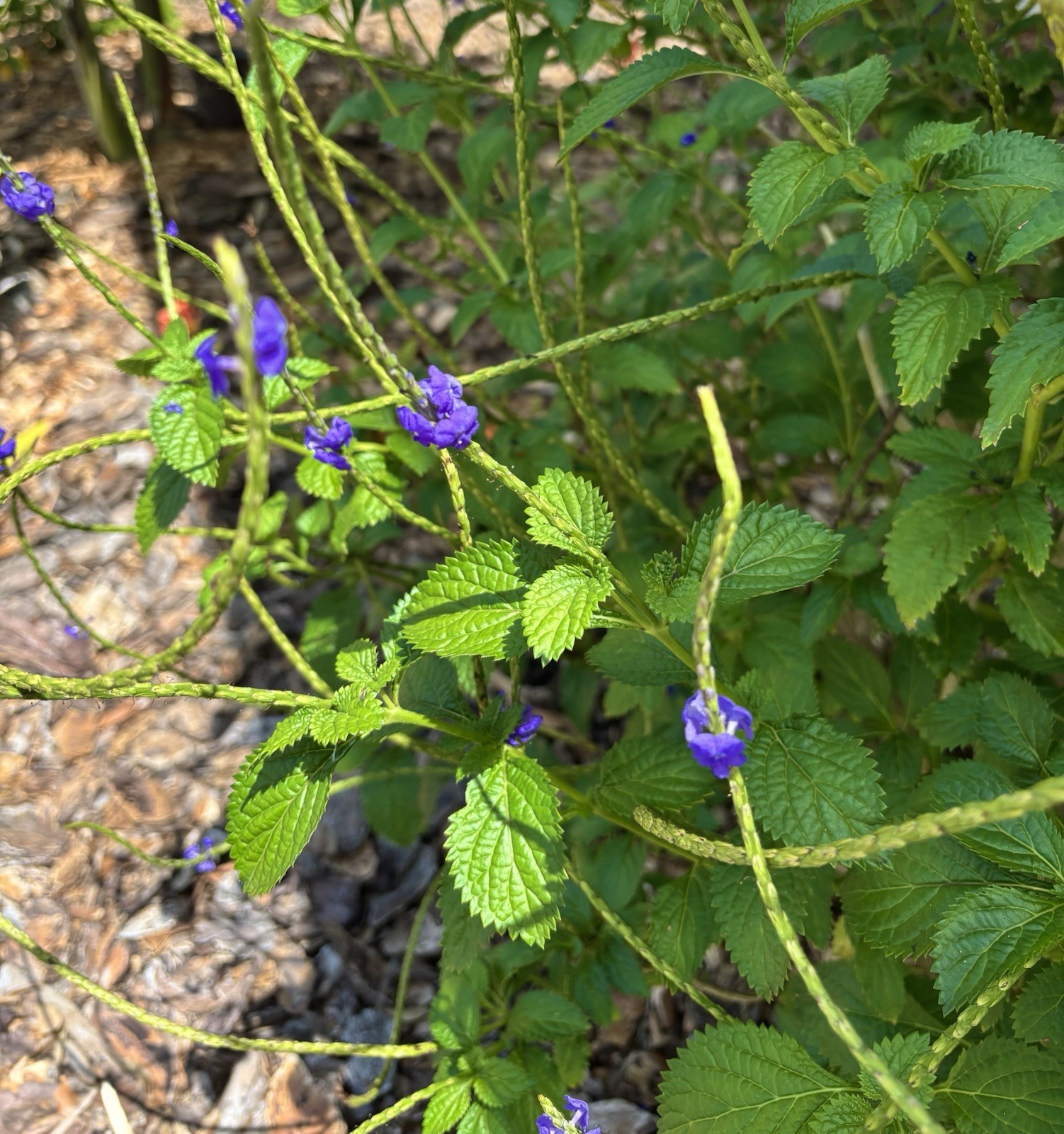 50 Seeds Blue Porterweed Snakeweed Butterflies Hummingbirds Bees Florida Native!