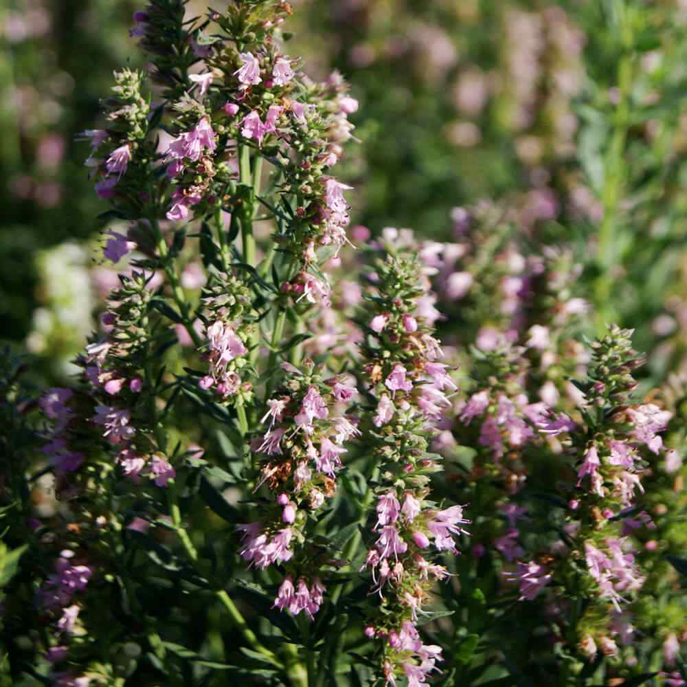 HYSSOPUS OFFICINALIS ROSE 100 SEEDS