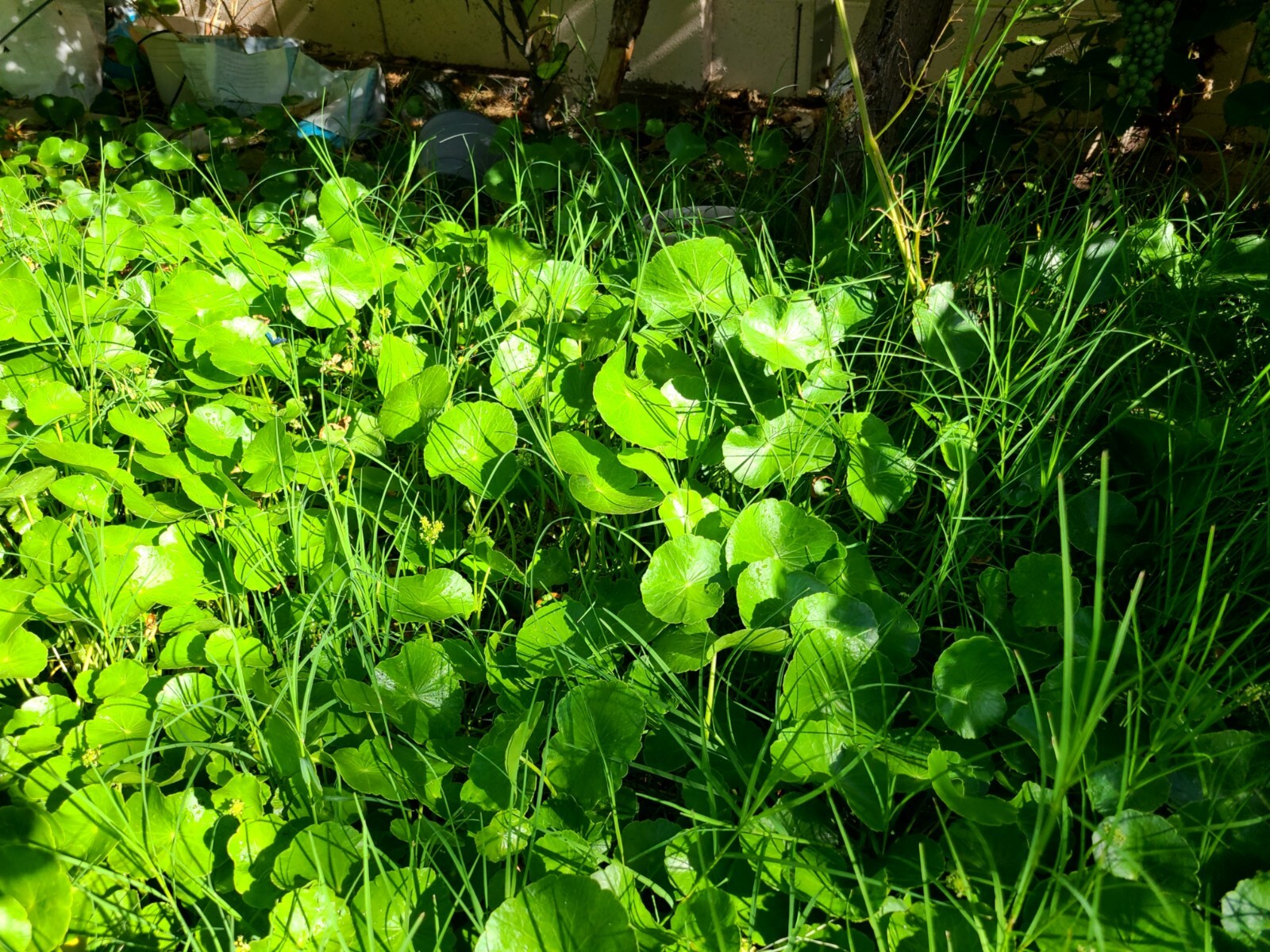 Pennywort/Gotu Kola/Centella Asiatica Starter 15 Live Rooted Plants Cuttings