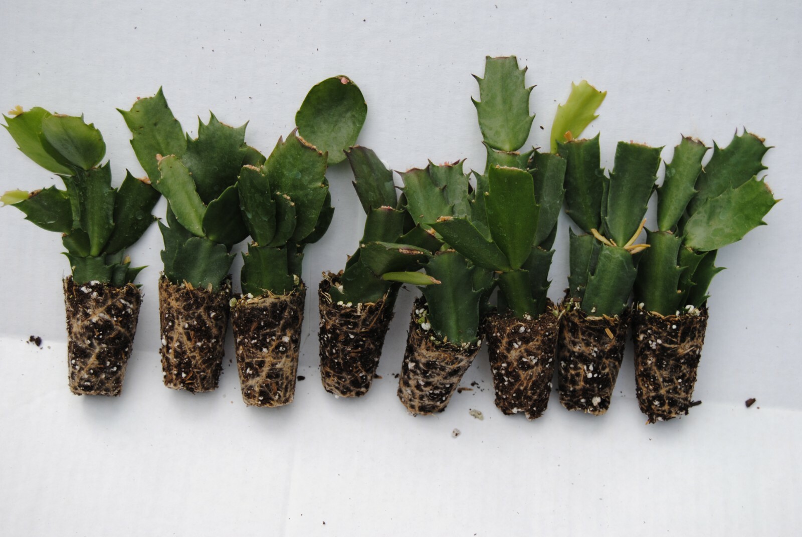 U Pick Any 16 Christmas Cactus/Schlumbergera Truncata Plants