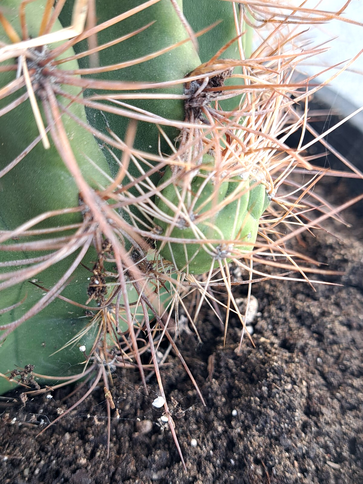 Soehrensia Formosa Giant Echinopsis Cactus With Baby Plant Yellow Flowers