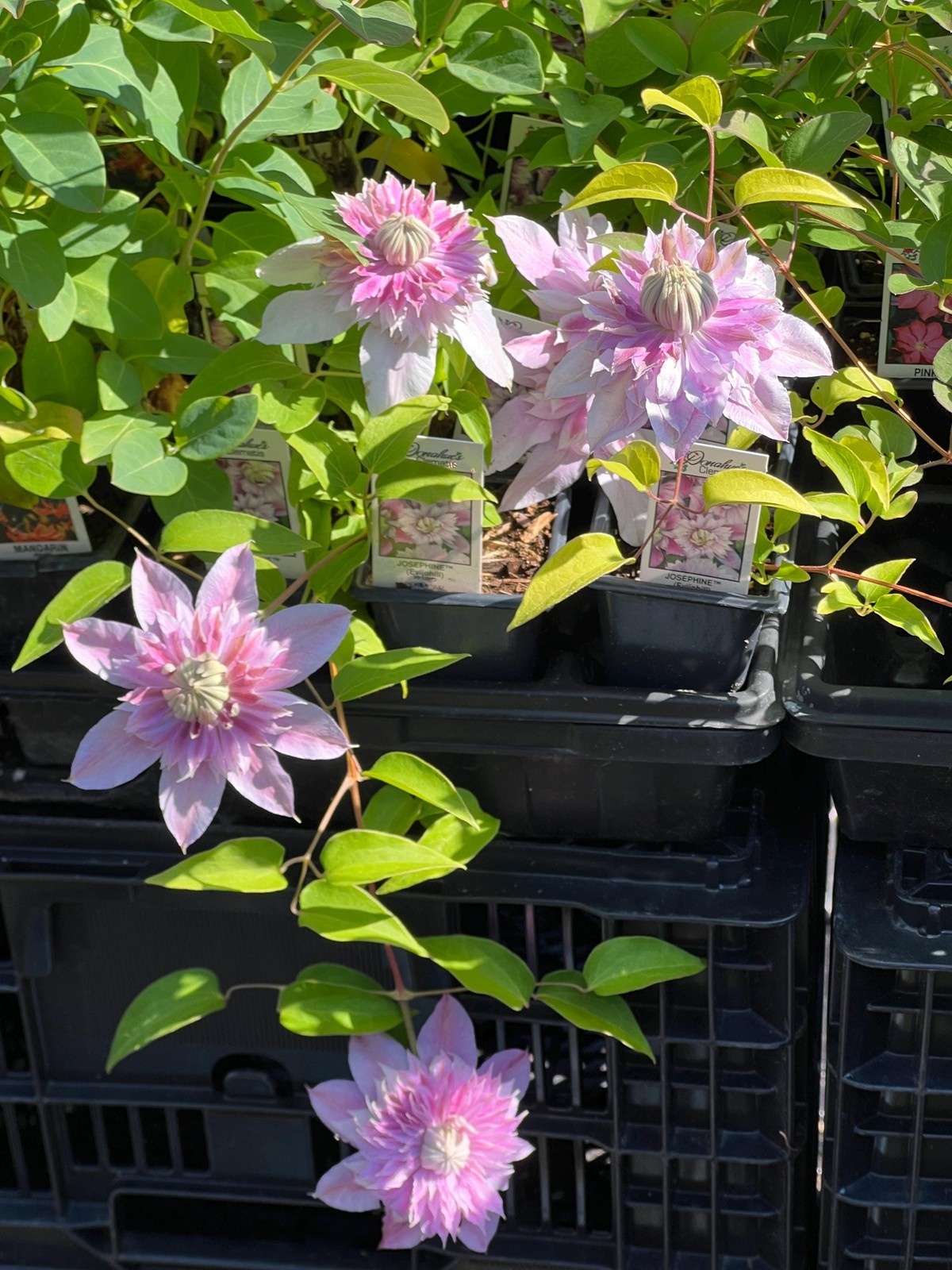 1 “Josephine Evijohil” Clematis Starter Plant (Not Seeds) – US Seller