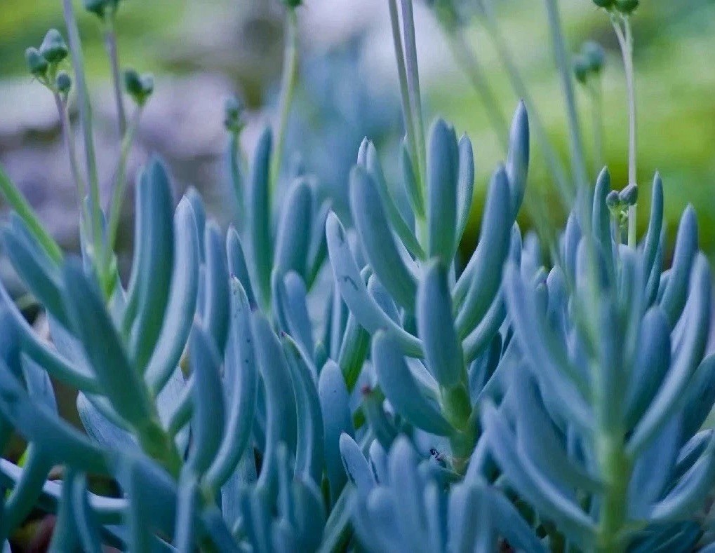 Rare Blue Chalk Sticks Senecio Mandraliscae Easy Care Live Plant 1-Cutting 4”