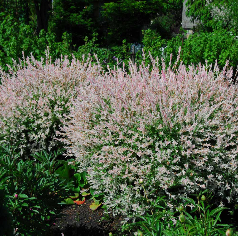 Japanese Dappled Nishiki Willow – Live Shrub/Tree in 4-Inch Pot (8–12″ Tall)