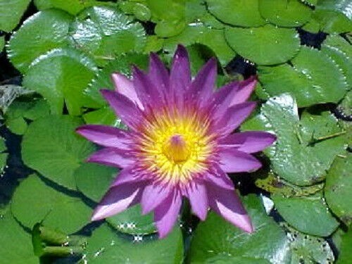 10 PURPLE WATER LILY Pad Nymphaea Sp Pond Lotus Flower Seeds *Combined Shipping