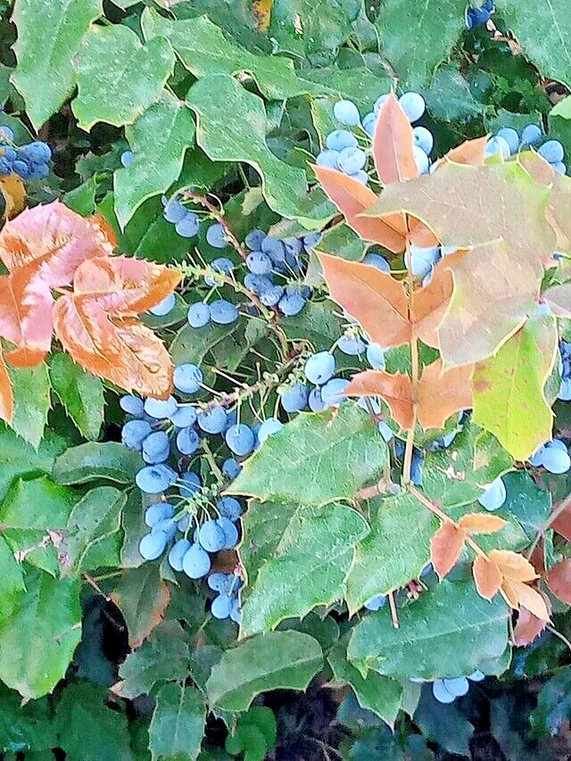 Oregon grape holly, 50 seeds. native wildflower, Mahonia aquifolium. USA seller