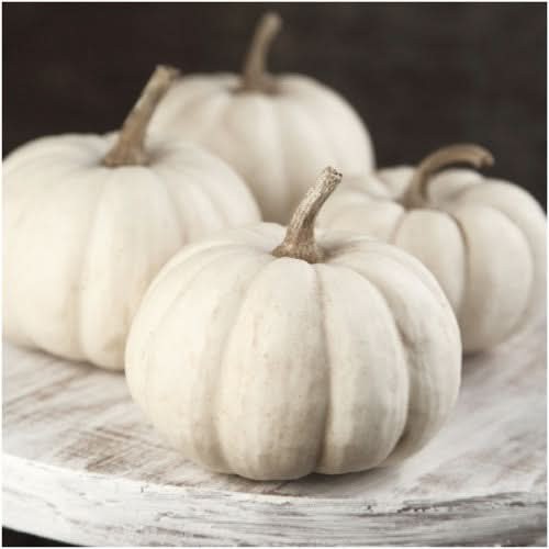 Baby Boo Pumpkin Seeds For Planting (Cucurbita pepo)