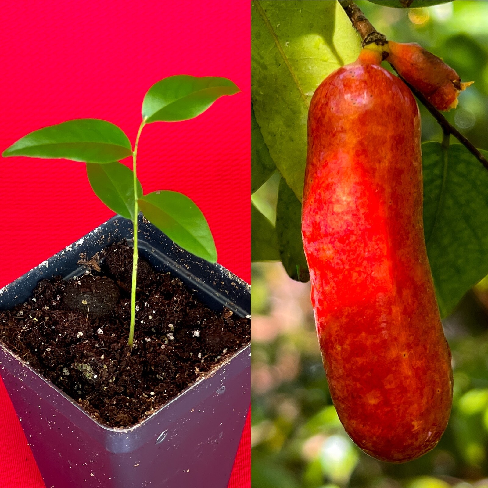 Fingersop Meiogyne cylindrocarpa Red Paipai Fruit Tropical Tree Plant RARE